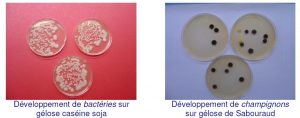 Growth on Petri dishes - France Organo Chimique